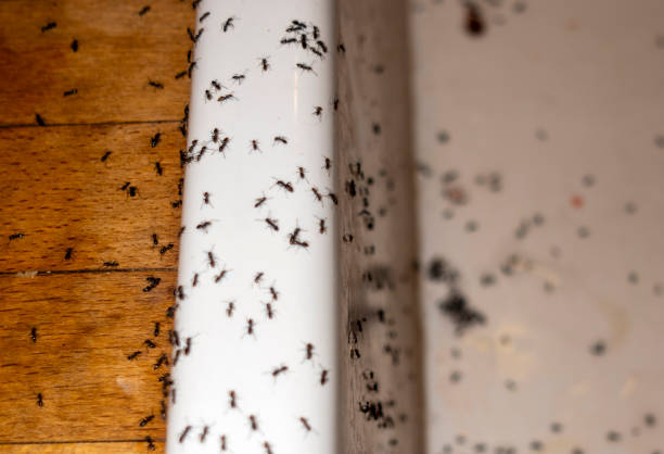 Best Wasp Removal Services  in Walnut Hill, TN